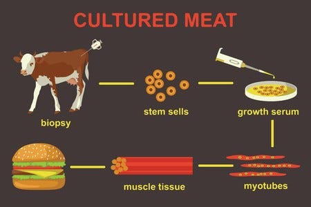 Cultured lab-grown meat infographics. Synthetic in vitro food concept.  Biotechnological process with muscle stem cells, beef and tissue in  laboratory. Color vector illustration:: tasmeemME.com