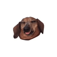 dachshund #wienerdog #doxie #sausagedog #derp #doggo GIF by beangoods