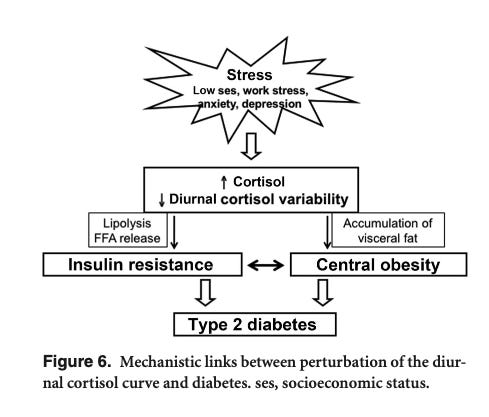 graphic showing the relationship between stress, obesity, insulin resistance, type 2 diabetes and decreased cortisol variability