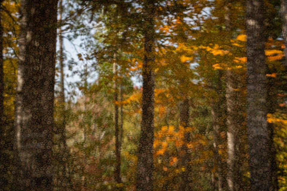A blurred reflection of colourful trees in a window