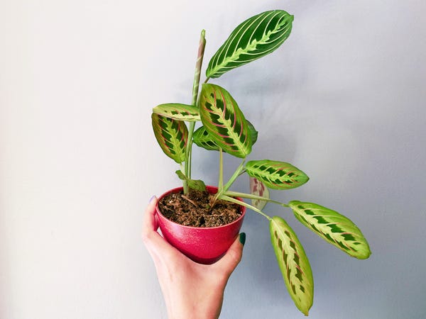 My Maranta leucomeura is one of my easiest prayer plants. It's all the same cultivar but as you can tell, the colors vary even within the same plant.