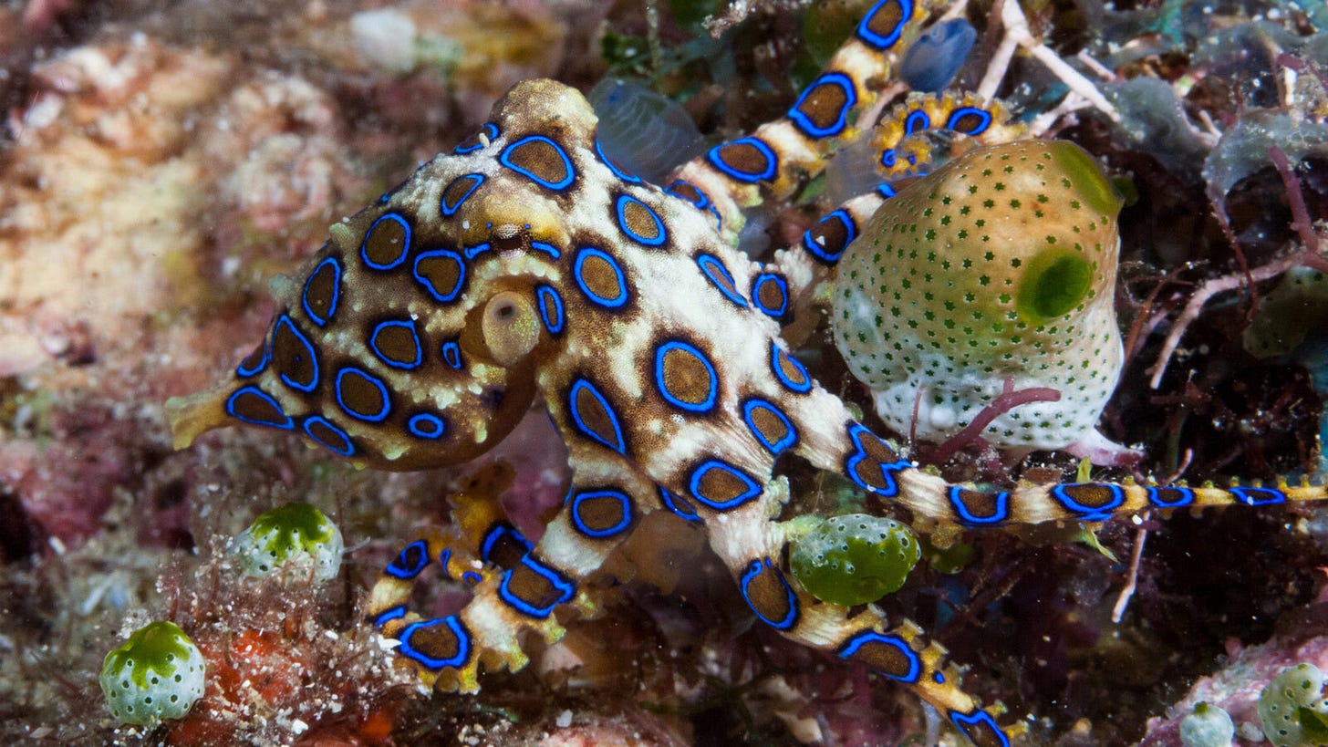 Blue-ringed octopus | ZuBlu