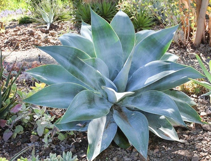 Foxtail Agave (Agave palmeri) — Center for the Study of the Built  Environment