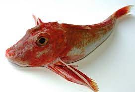 Ugly fish, tasty dish: chefs extol the sustainable virtues of the gurnard |  The Independent | The Independent