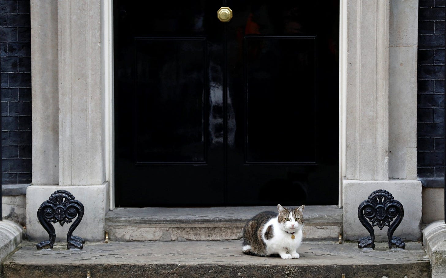 Larry the Downing Street cat under pressure after rat filmed scurrying past  No 10