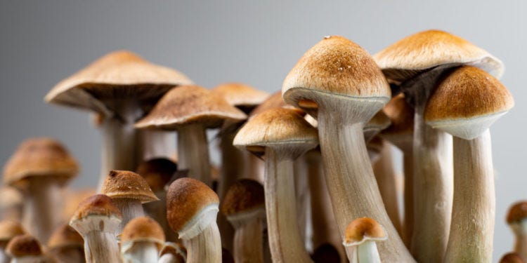 Psilocybin use associated with lowered odds of having been arrested, study  finds