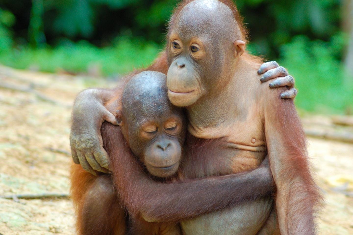 Image result for orangutan