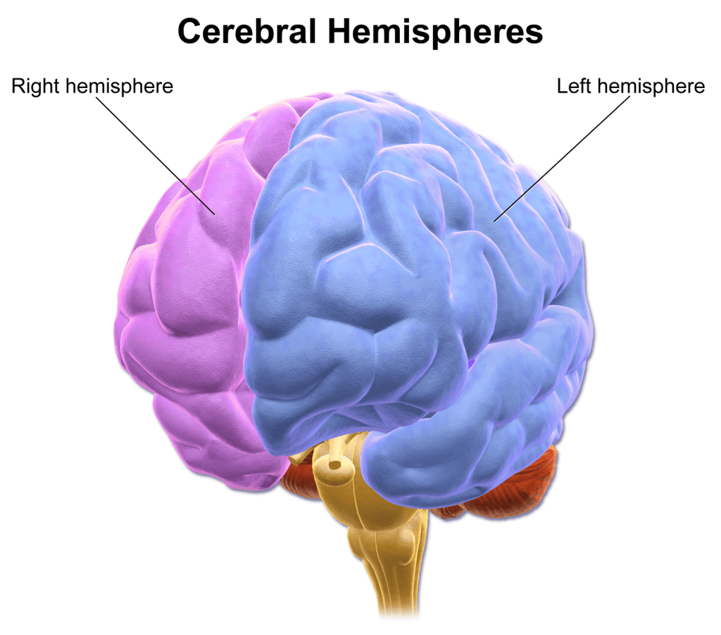 Left and Right Hemisphere of the Brain | Functions & Characteristics