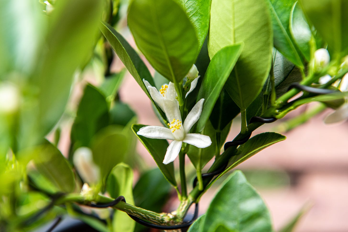 ID: Another angle of calamansi flowers on wired branches