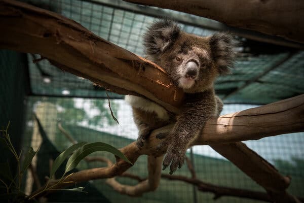 A rescued koala in South Australia in 2018. Koalas were declared an endangered species earlier this year.
