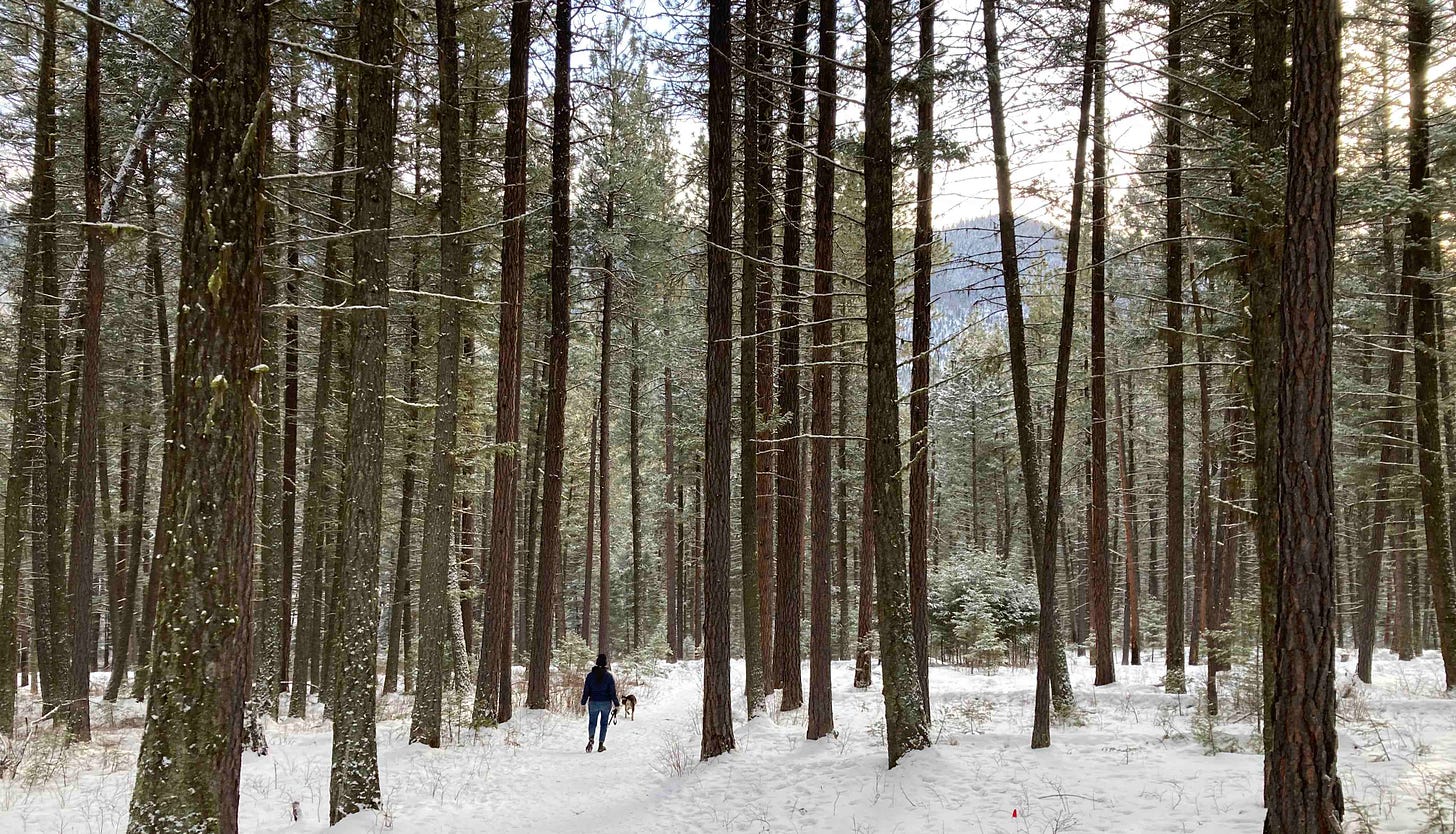 woman on trail in snowy woods