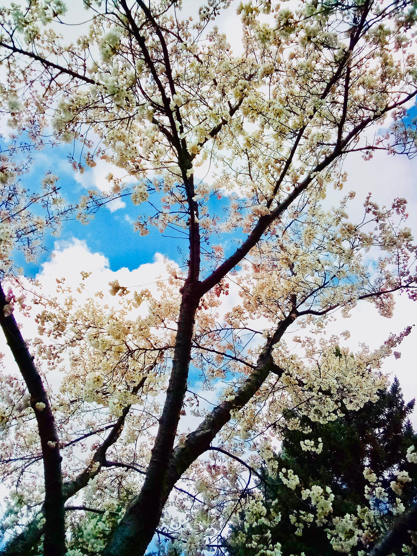 Cherry blossoms against a blue sky with white clouds