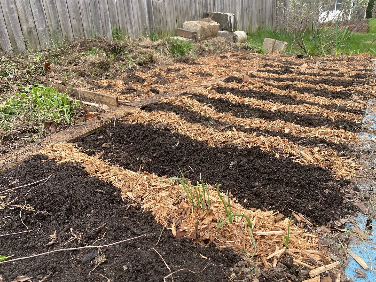 Garden bed with mulch and topsoil and nothing growing.... yet