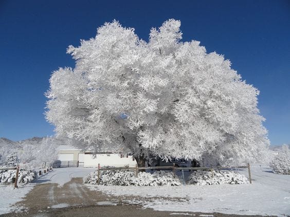 Picture of large trees in front of a house in Spring Creek, Nevada (Elko County) covered in dense ice-crystal frost known as pogonip.