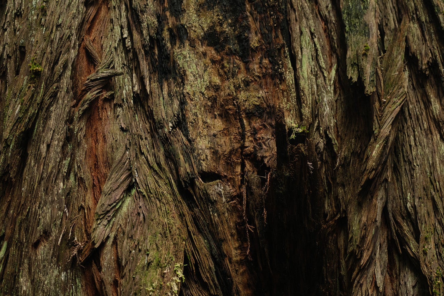A closeup of the texture of redwood bark. 