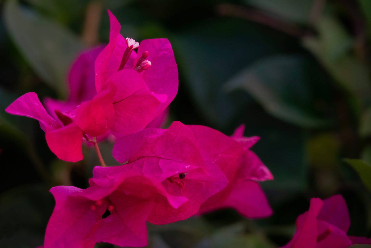 Bright magenta bougainvillea bracts with a small white flower at the center