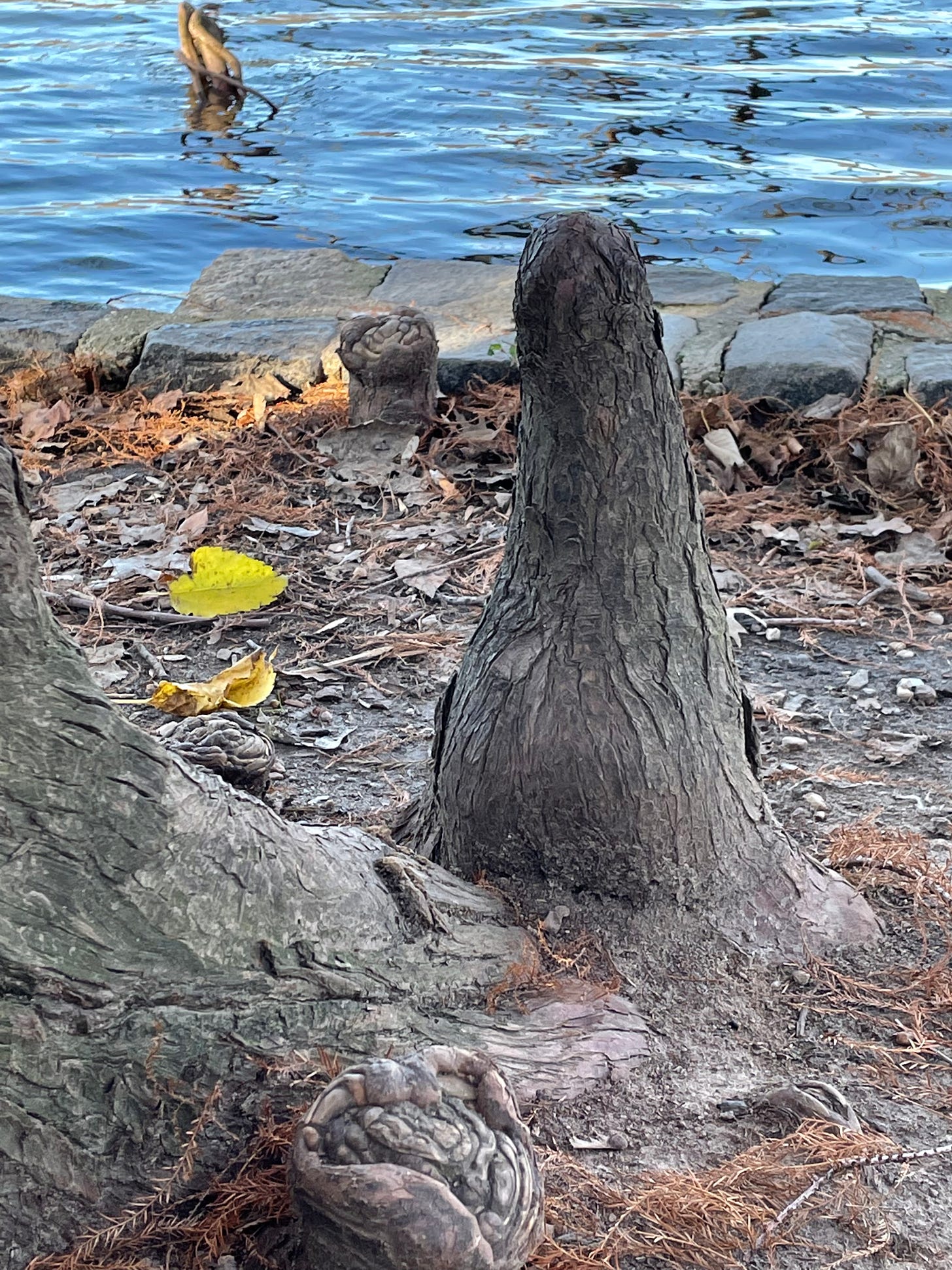 A rather large, penis-shaped bark-covered tree root protrudes from the ground in front of a Cypress tree that overlooks a lake