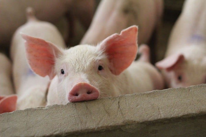 A photo of a pig in a large production facility.