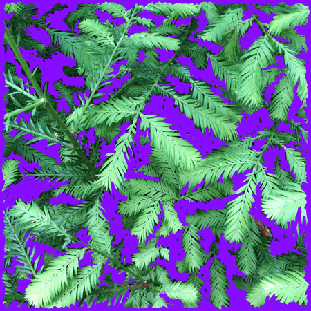 Rainbow Squared, Year 5, Piece Twenty: 39. Purple Green. A animated loop of a close-up of green fresh new coastal redwood growth with purple squiggly lines drawn on top and squiggling. 
