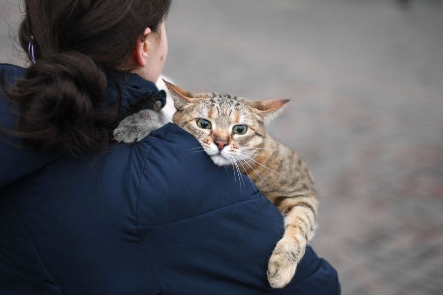 A person carries a large cat, as it rests its chin on her shoulder.
