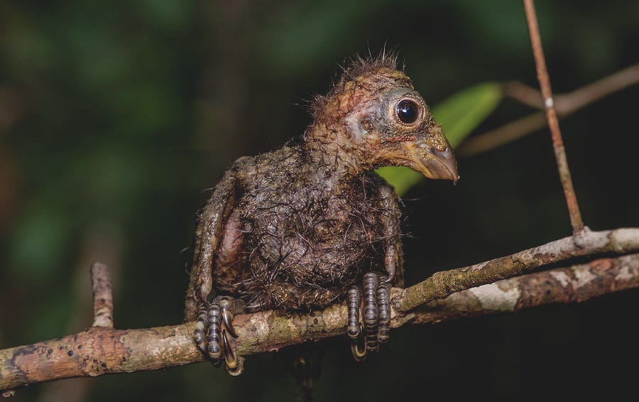 Hoatzin Facts, Habitat, Diet, Adaptations, Pictures