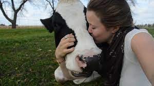 Cow Lovin - YouTube