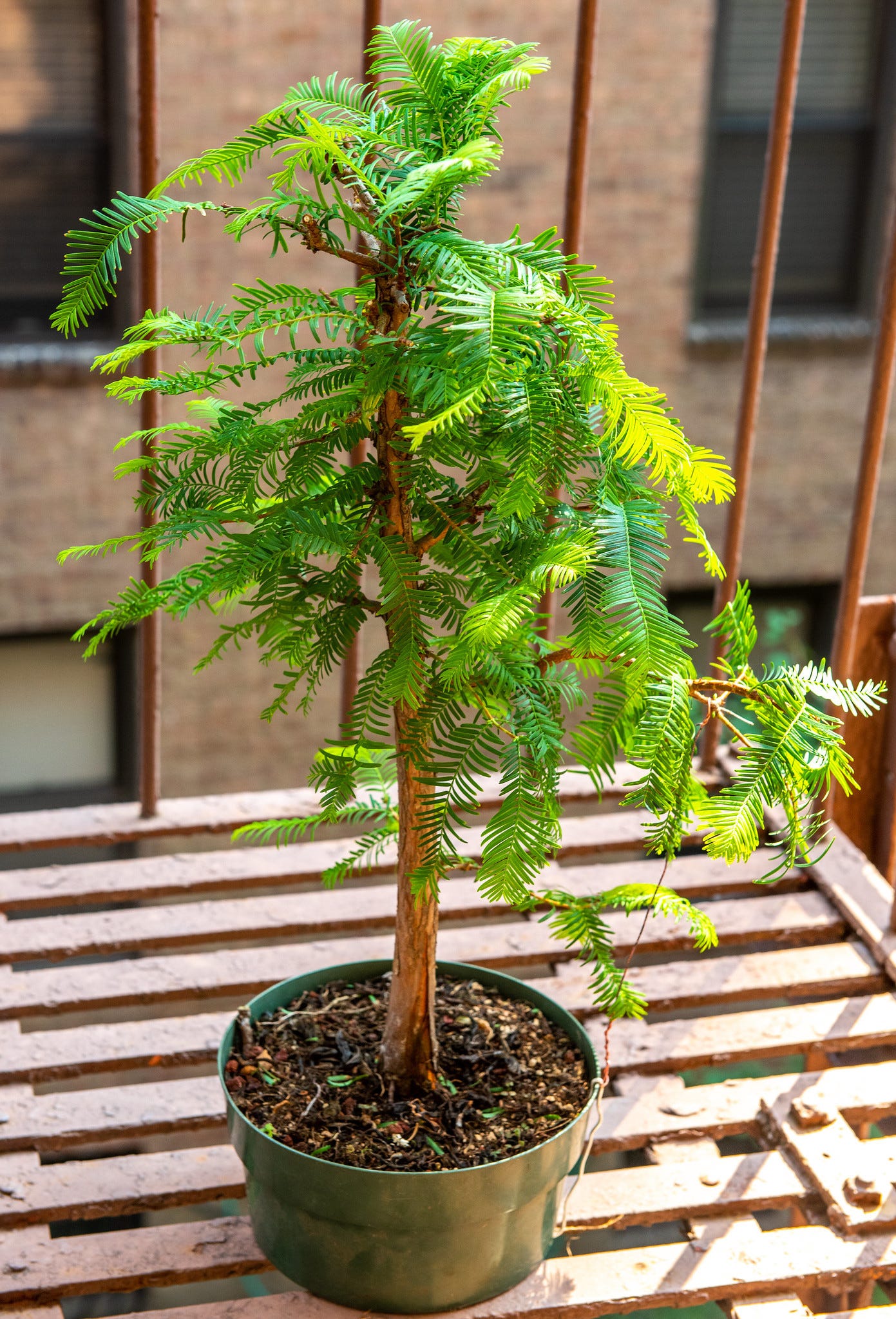 ID: Photo of the same dawn redwood but in full leaf from this summer.