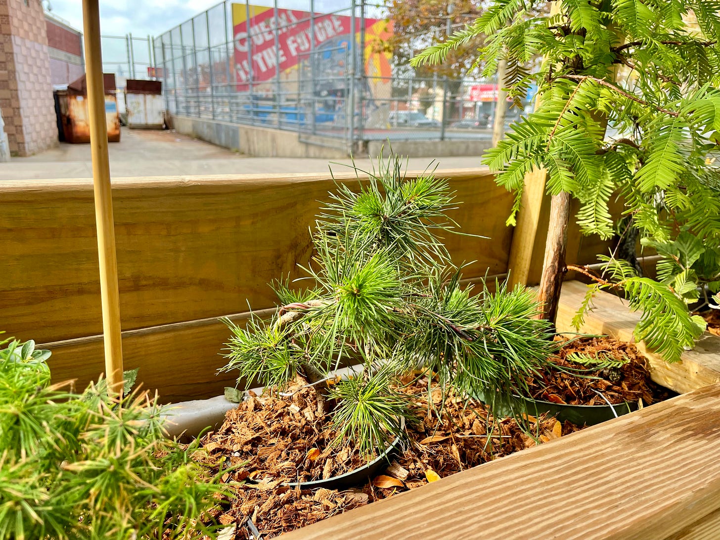 Image description: Photo of my Scots pine mulched into the planter. QUEENS IS THE FUTURE mural helpfully in the background. End image description.