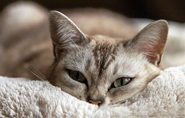 photo of a cat on a comforter for the story A Purr-fect Date by JeniseCook.com