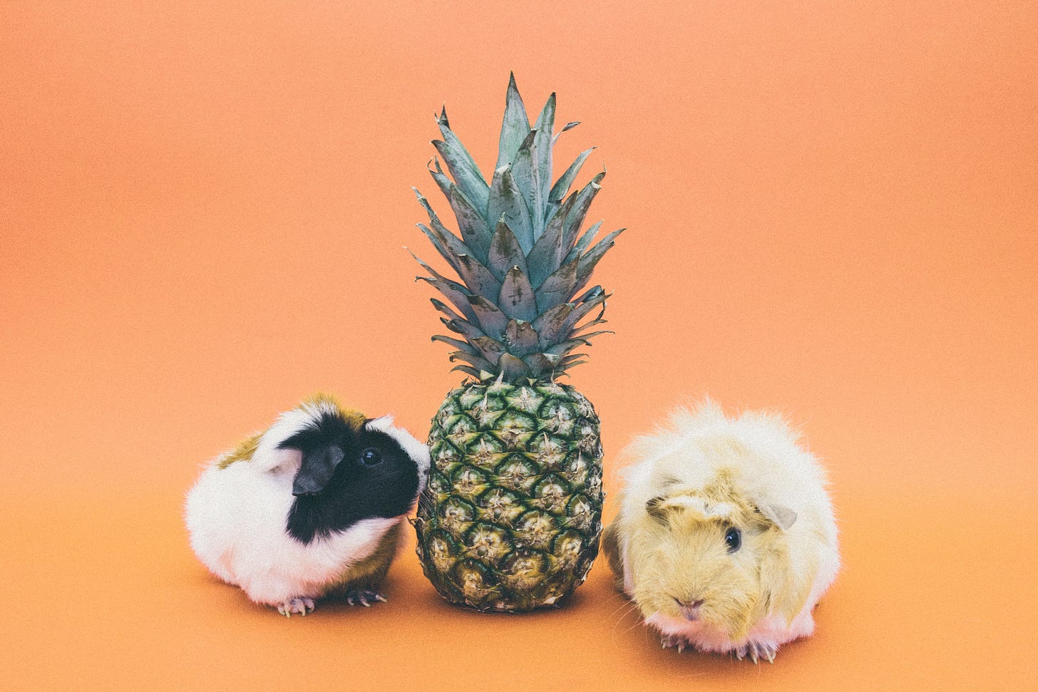 cute hamsters with pineapple photo - jonathan isbill - how not to worry