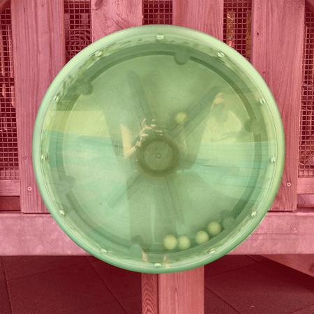 An animated loop of a transparent plastic spinning wheel with three small balls flying around inside of it. It is on a playground structure, and in the photo you can see the reflection of the hands holding the camera. The background surrounding the circle has been overlaid with red and the center has been overlaid with green.