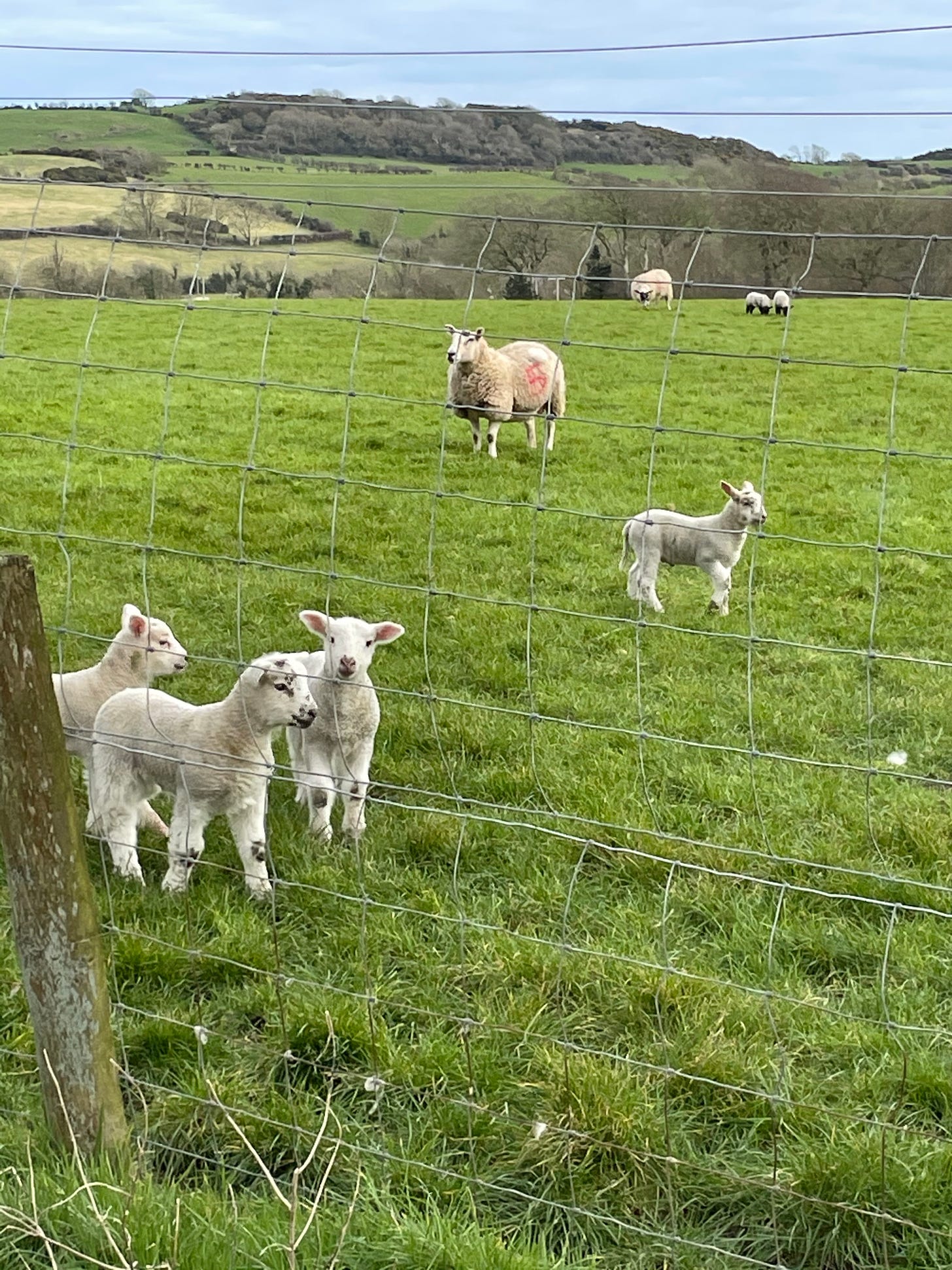 Lambs and sheep on a green field