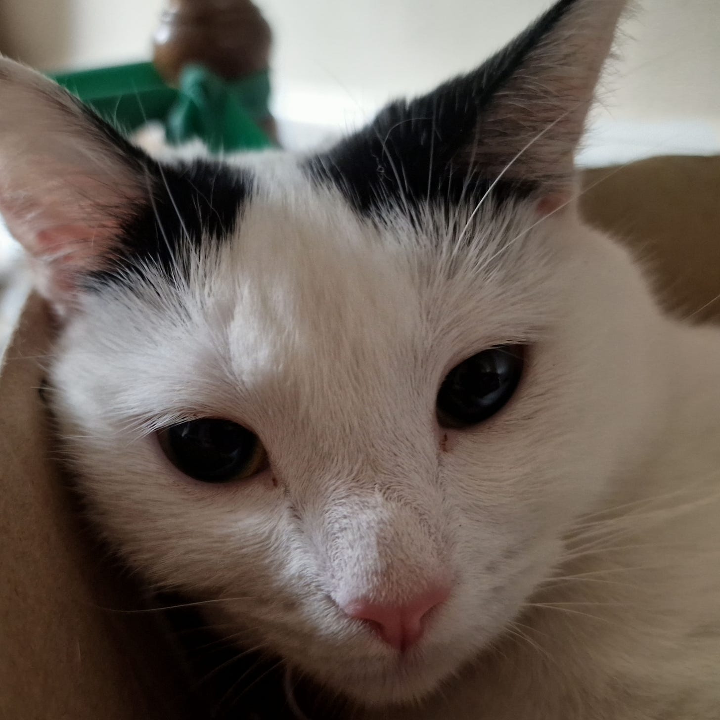 A white kitten with black markings around her ears, looks into te camera, leaning sideways on the side of a box