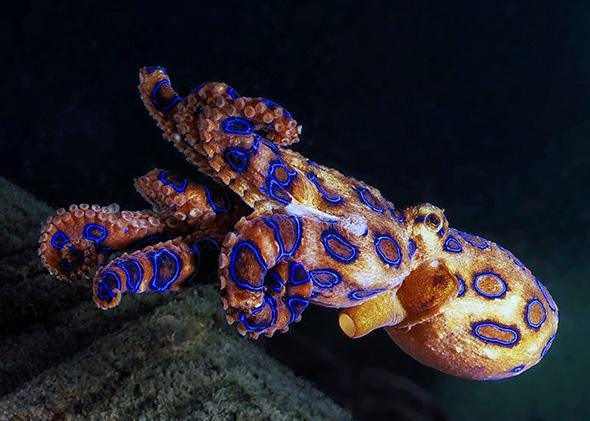 Blue-ringed octopus venom causes numbness, vomiting, suffocation, death