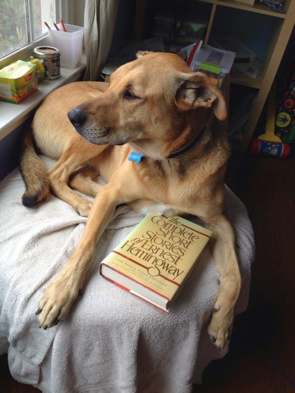 Loretta, who belongs to loyal subscribers Abby and Kester, enjoys good literature. If you would like your pet to be featured in The Highlighter, please send me a photo!