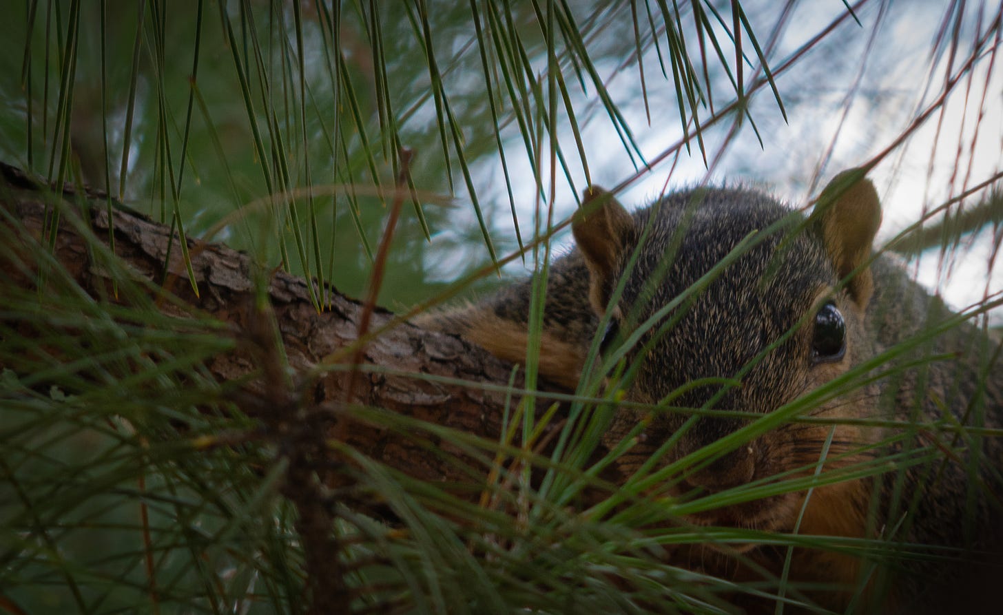 A close up of a squirel sitting on a limb in a pine tree