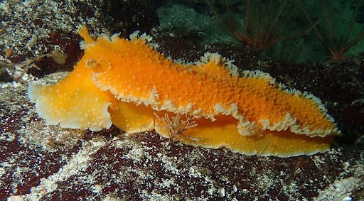 Giant orange tochui nudibranch