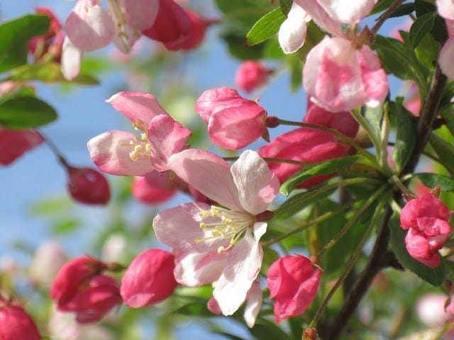 Light and dark pink crab apple blossoms with green foliage against a blue sky.