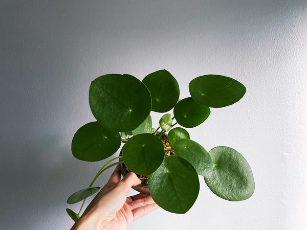 I grew up with this plant in its dried form so it was definitely a surprise when I realized what it looked like alive. The Pilea peperomioides plant is said to bring you prosperity and it propagates easily!