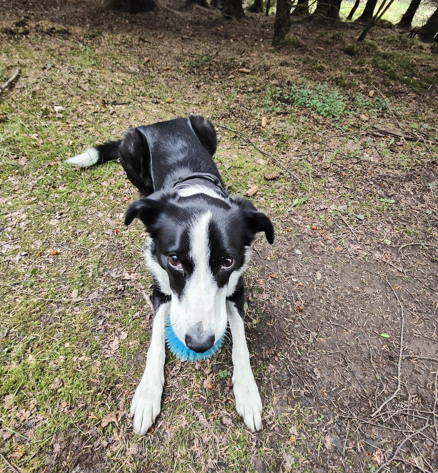 Colour photo of a black and white dog with a blue ball in her mouth