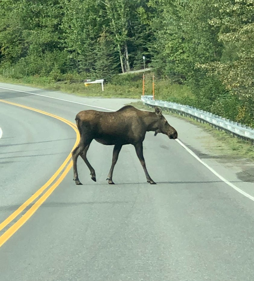 Moose crossing a street near a curve in the road