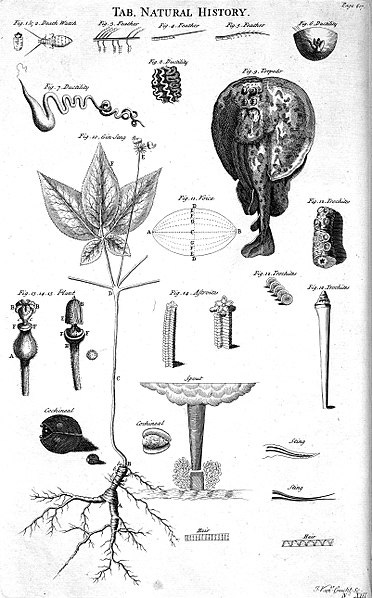 File:Table of Natural History, Cyclopaedia, Volume 2.jpg