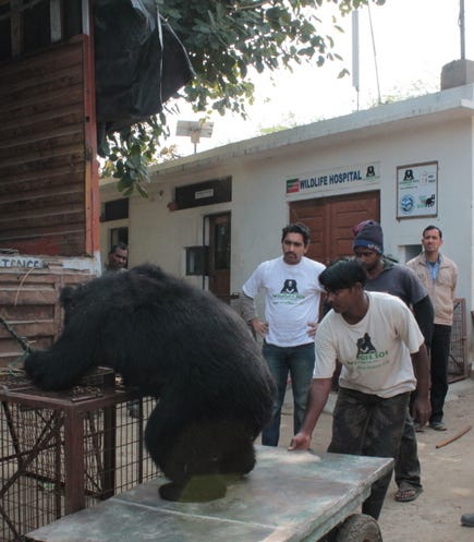 bears being unloaded from truck at the WSOS hospital 19 Feb 2013