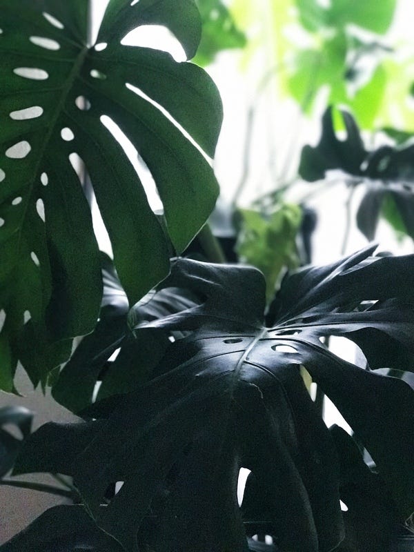 My split-leaf philodendrons are taking over a corner of my living room. You can spot a new leaf unfurling in the background.