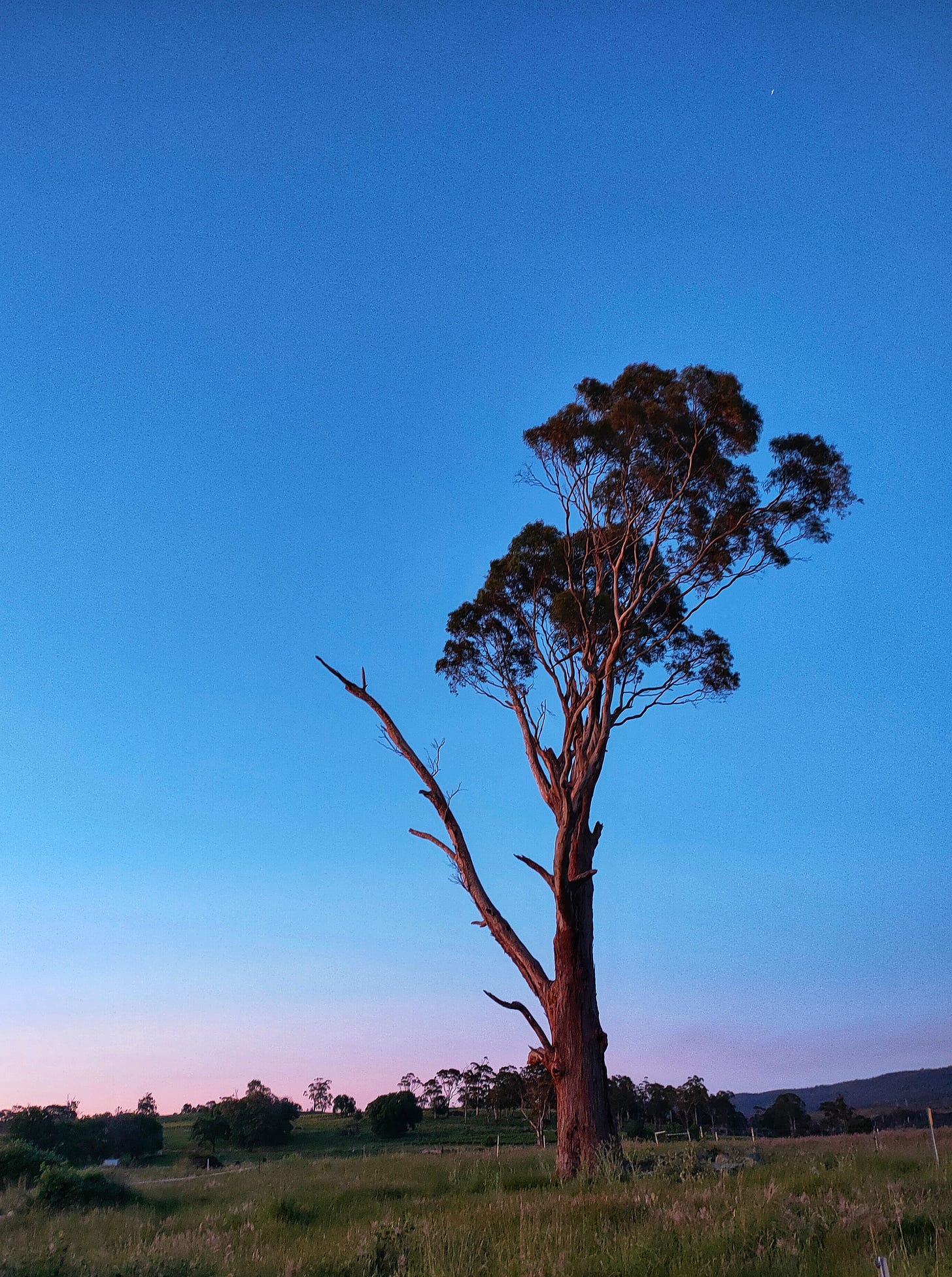 Solitary Tree - Rowella, Tasmania - Nov 2022