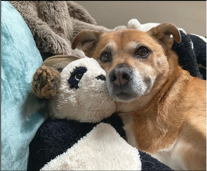 Petey and his pandas, a love story.