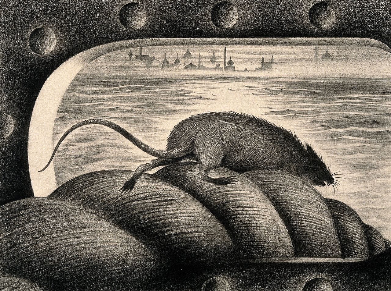 https://upload.wikimedia.org/wikipedia/commons/thumb/f/f3/A_rat_leaving_a_ship_via_the_mooring_rope%2C_thus_spreading_th_Wellcome_V0010685.jpg/1280px-A_rat_leaving_a_ship_via_the_mooring_rope%2C_thus_spreading_th_Wellcome_V0010685.jpg