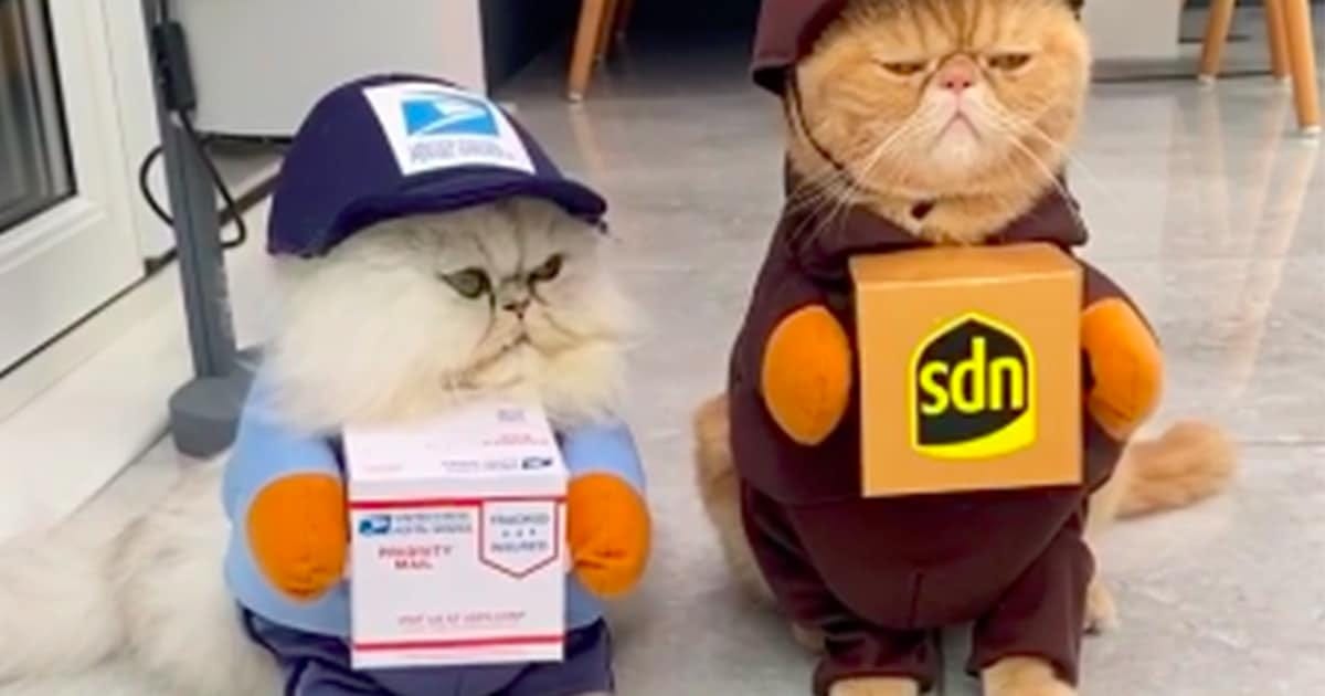 Funny Pet Halloween Costumes Turn Cats into Adorable Delivery Kitties