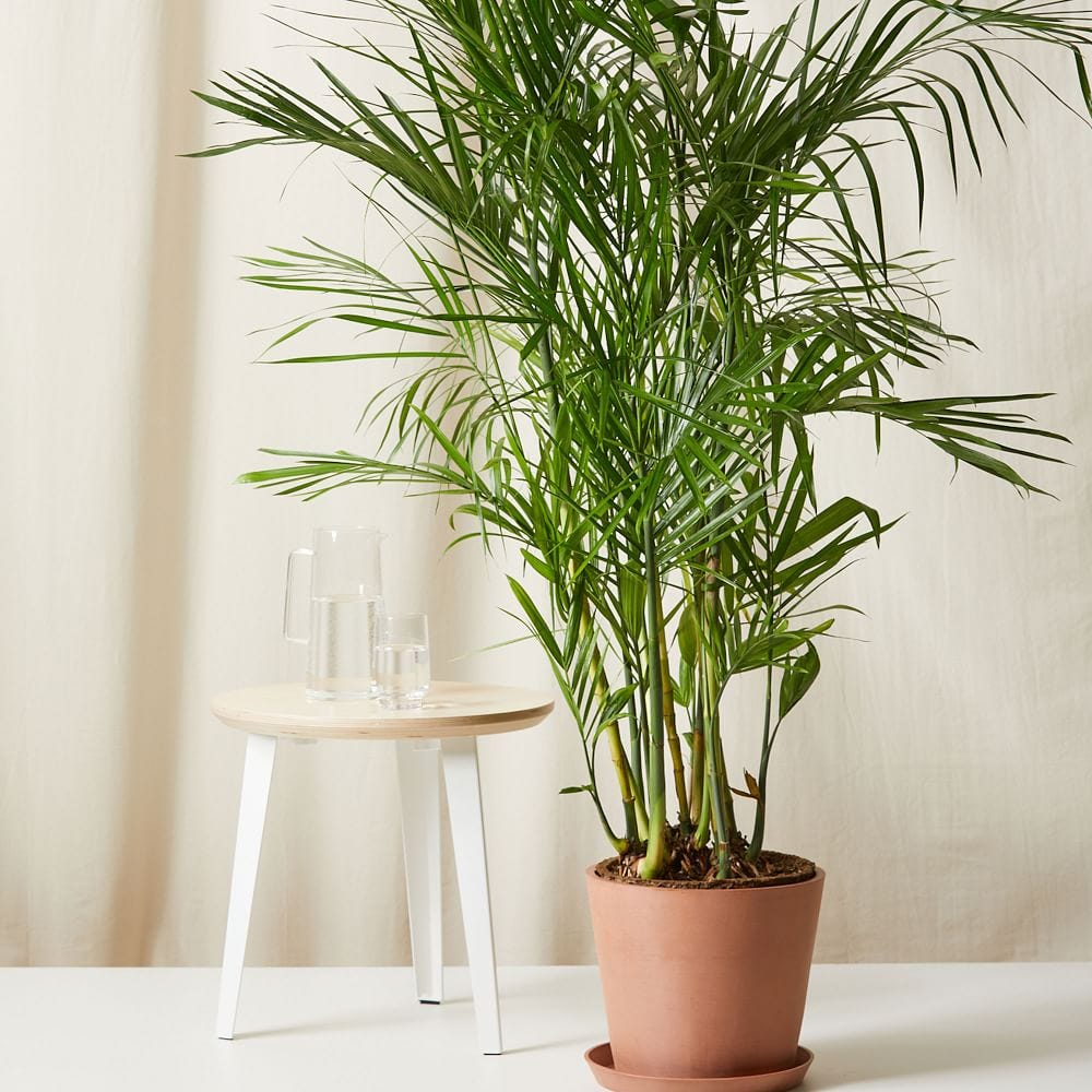 Bloomscape Live Bamboo Palm w/ Planter