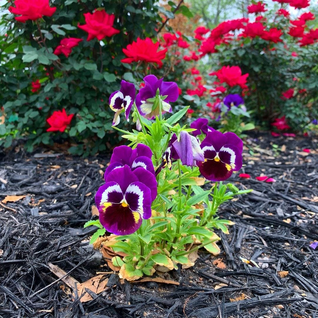 a photo of pansies